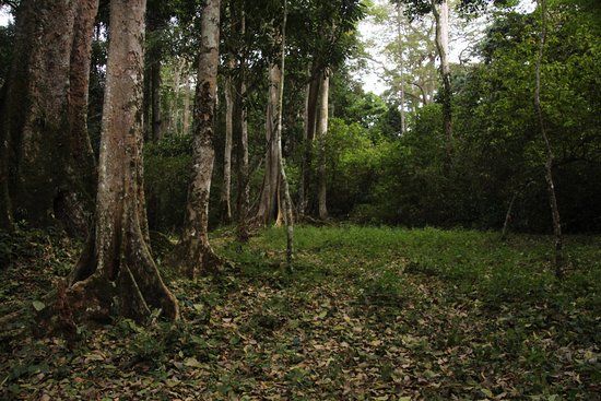 Mpanga Central Forest Reserve