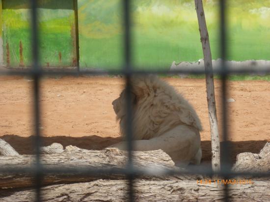RAK Zoo