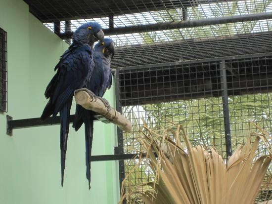 Alazizia Birds Kingdom