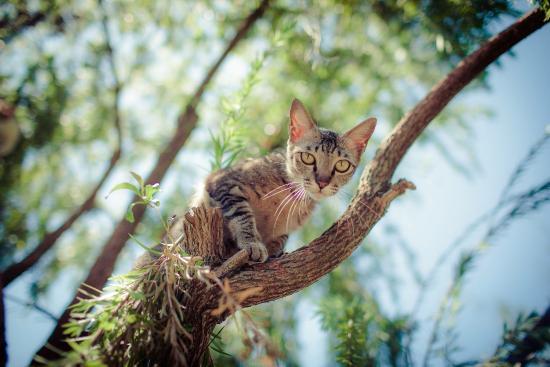 Jack's Cat Cafe