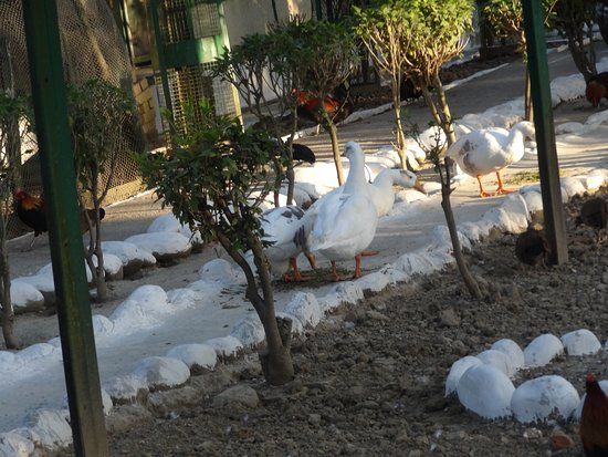 Himalayan Bird Park