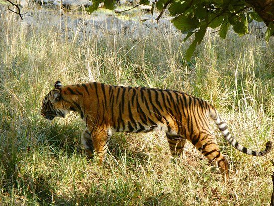 Ranthambhore Tiger Reserve