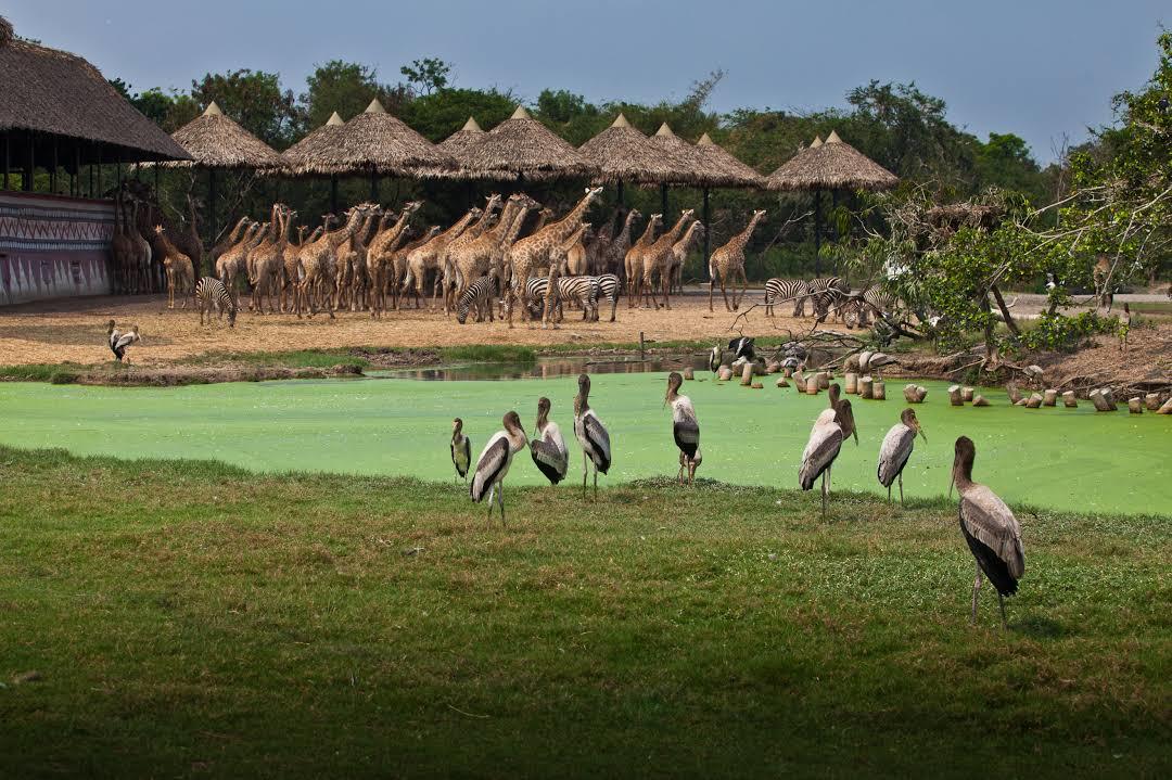 Safari World