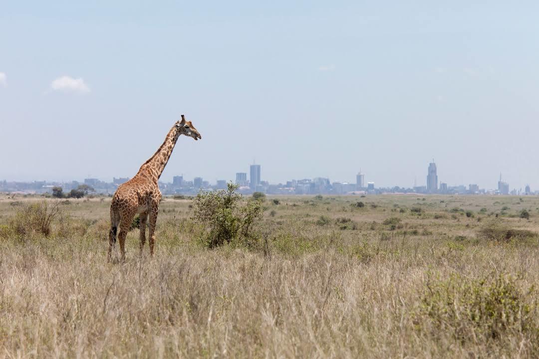 Nairobi National Park