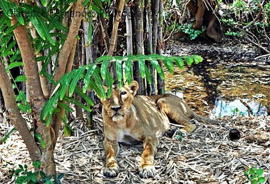 Silvassa Vasona Lion Safari