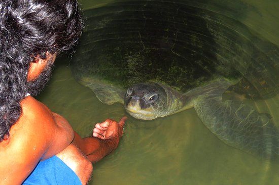 Kosgoda Turtle Conservation and Research Centre