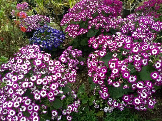 Plant Conservatory