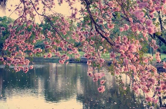 Rod Fai Park