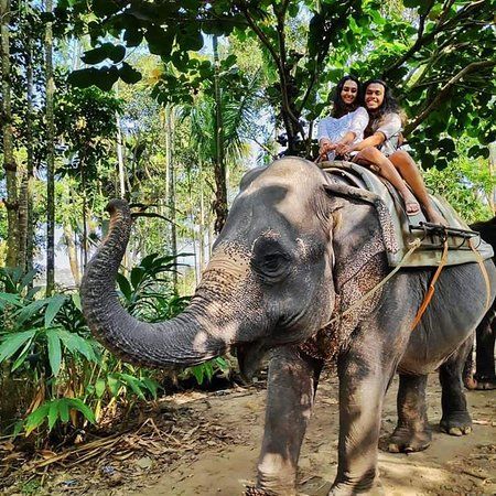 Elephant Junction