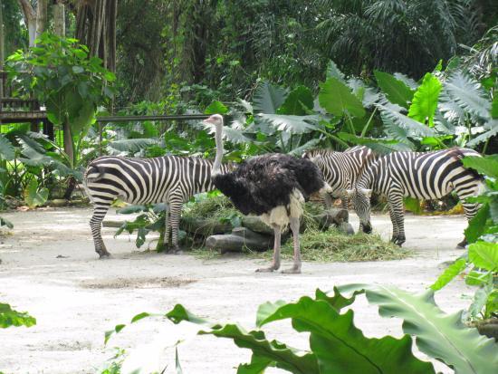 Singapore Zoo