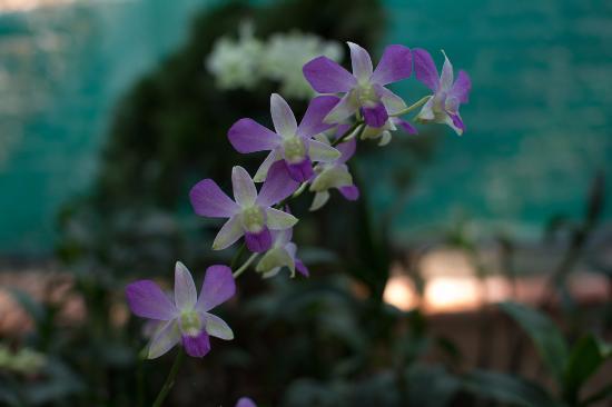 Kaziranga National Orchid and Biodiversity Park