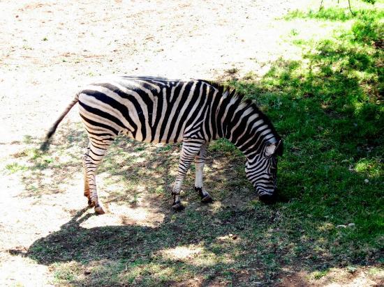 Johannesburg Zoo
