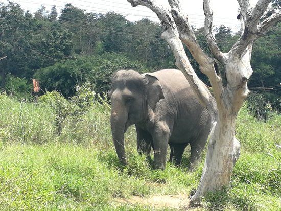 Hutsadin Elephant Foundation